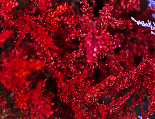 Красные водоросли: растение или натуральный антибиотик